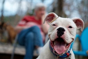 %cf%83%ce%ba%cf%85%ce%bb%ce%b9%cf%83%ce%b9%ce%b1-%cf%87%ce%b1%ce%bc%ce%bf%ce%b3%ce%b5%ce%bb%ce%b1-1